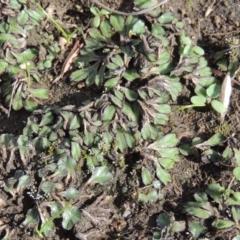 Riccia inflexa (Liverwort) at Bullen Range - 20 Feb 2020 by michaelb