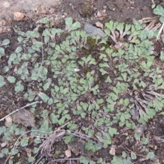 Riccia inflexa at Tuggeranong DC, ACT - 20 Feb 2020