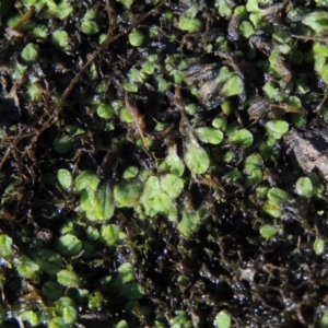 Riccia sp. (genus) at Tuggeranong DC, ACT - 20 Feb 2020