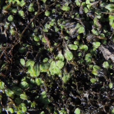 Riccia sp. (genus) (Liverwort) at Tuggeranong DC, ACT - 20 Feb 2020 by MichaelBedingfield