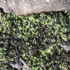 Riccia sp. (genus) at Tuggeranong DC, ACT - 20 Feb 2020