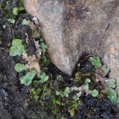 Reboulia queenslandica at Bullen Range - 20 Feb 2020 by michaelb