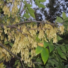 Fraxinus angustifolia (Desert Ash) at Coombs, ACT - 2 Mar 2020 by michaelb