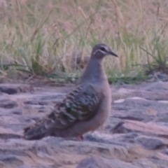 Phaps chalcoptera (Common Bronzewing) at Coombs, ACT - 2 Mar 2020 by michaelb