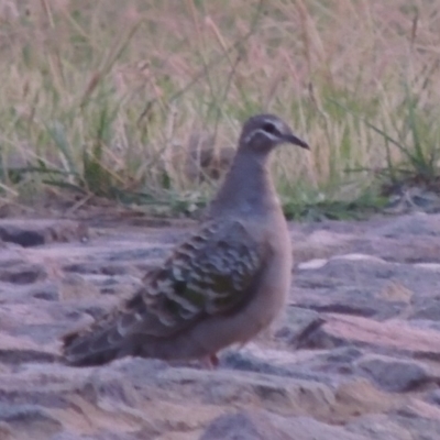 Phaps chalcoptera (Common Bronzewing) at Coombs, ACT - 2 Mar 2020 by MichaelBedingfield