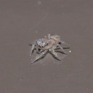 Prostheclina sp (genus) at Acton, ACT - 4 Aug 2020