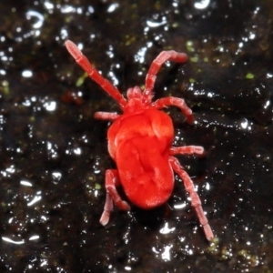 Trombidiidae (family) at Acton, ACT - 9 Aug 2020 12:33 PM