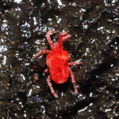 Trombidiidae (family) at Acton, ACT - 9 Aug 2020 12:33 PM