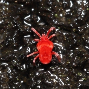 Trombidiidae (family) at Acton, ACT - 9 Aug 2020 12:33 PM