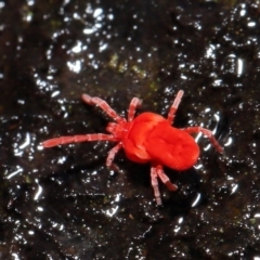 Trombidiidae (family) at Acton, ACT - 9 Aug 2020 12:33 PM