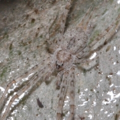 Tamopsis sp. (genus) (Two-tailed spider) at Acton, ACT - 9 Aug 2020 by TimL