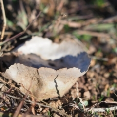 Calvatia cyathiformis at Macgregor, ACT - 4 Jun 2020 03:34 PM