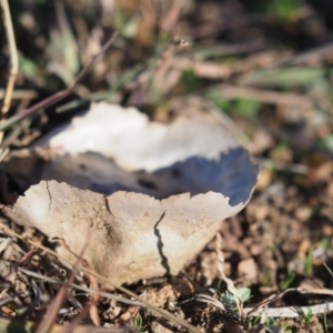 Calvatia cyathiformis at Macgregor, ACT - 4 Jun 2020 03:34 PM