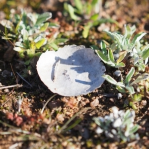 Calvatia cyathiformis at Macgregor, ACT - 4 Jun 2020 03:34 PM