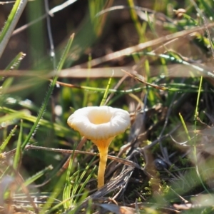 Lichenomphalia chromacea at Macgregor, ACT - 24 Jun 2020