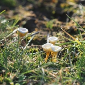 Lichenomphalia chromacea at Macgregor, ACT - 24 Jun 2020 12:17 PM