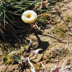 Lichenomphalia chromacea at Macgregor, ACT - 24 Jun 2020 12:17 PM