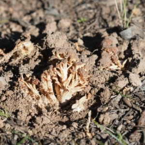 Ramaria sp. at Latham, ACT - 5 Jun 2020