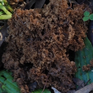 Clavulina sp. at Latham, ACT - 21 Jun 2020