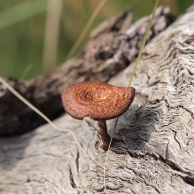 Lentinus arcularius (Fringed Polypore) at Umbagong District Park - 28 Mar 2016 by Caric