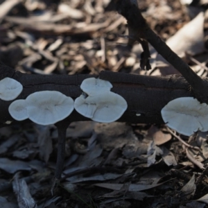 Trametes versicolor at Macgregor, ACT - 14 Jul 2020