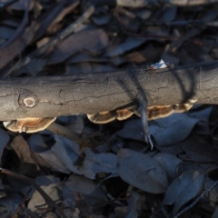 Trametes versicolor at Macgregor, ACT - 14 Jul 2020