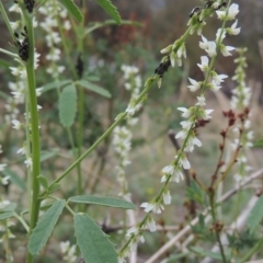 Melilotus albus (Bokhara) at Rob Roy Range - 3 Mar 2020 by MichaelBedingfield