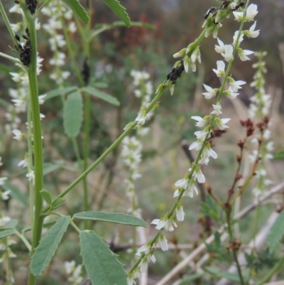 Melilotus albus (Bokhara Clover) at Rob Roy Range - 3 Mar 2020 by MichaelBedingfield
