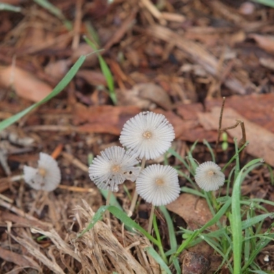 Coprinellus etc. (An Inkcap) at Latham, ACT - 29 Mar 2014 by Caric