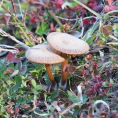 Unidentified Cap on a stem; gills below cap [mushrooms or mushroom-like] at Umbagong District Park - 5 Jun 2020 by Caric