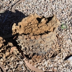 Pisolithus marmoratus (Horse Dung Fungus) at Latham, ACT - 5 Jun 2020 by Caric