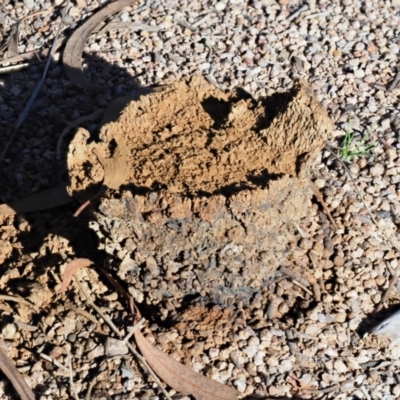 Pisolithus marmoratus (Horse Dung Fungus) at Umbagong District Park - 5 Jun 2020 by Caric