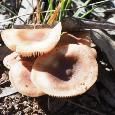 Unidentified Cap on a stem; gills below cap [mushrooms or mushroom-like] at Latham, ACT - 10 May 2020 by Caric