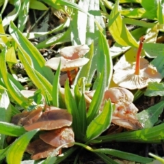 Collybia s.l. at Umbagong District Park - 21 Jun 2020 by Caric