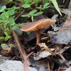 Collybia s.l. at Latham, ACT - 21 Jun 2020