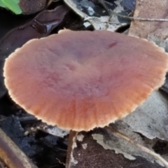 Collybia s.l. at Latham, ACT - 21 Jun 2020