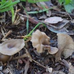 Clitocybe s. l. at Latham, ACT - 21 Jun 2020 by Caric