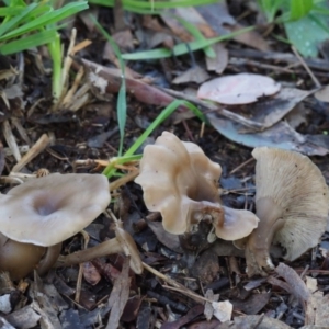 Clitocybe s. l. at Latham, ACT - 21 Jun 2020 01:33 PM