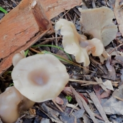 Clitocybe s. l. at Latham, ACT - 21 Jun 2020 01:33 PM