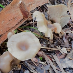 Clitocybe s. l. at Latham, ACT - 21 Jun 2020 01:33 PM