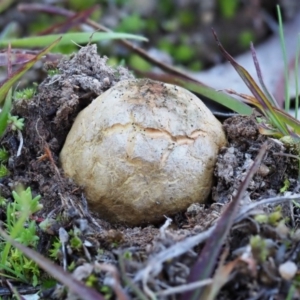 Scleroderma sp. at Latham, ACT - 5 Jun 2020