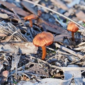 Laccaria sp. at Latham, ACT - 4 Jun 2020