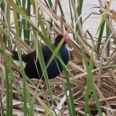 Porphyrio melanotus (Australasian Swamphen) at Hume, ACT - 9 Aug 2020 by RodDeb