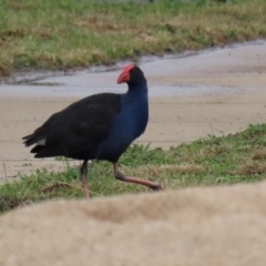 Porphyrio melanotus at Hume, ACT - 9 Aug 2020