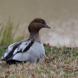 Chenonetta jubata at Hume, ACT - 9 Aug 2020 02:49 PM