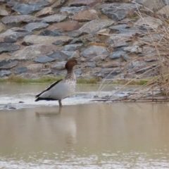 Chenonetta jubata at Hume, ACT - 9 Aug 2020