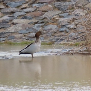 Chenonetta jubata at Hume, ACT - 9 Aug 2020 02:49 PM