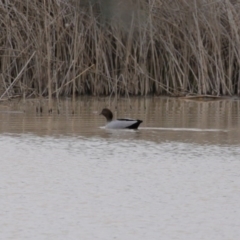 Chenonetta jubata at Hume, ACT - 9 Aug 2020 02:49 PM