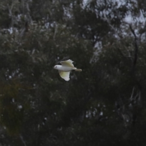 Cacatua sanguinea at Hume, ACT - 9 Aug 2020