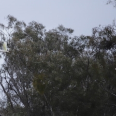 Cacatua sanguinea at Hume, ACT - 9 Aug 2020